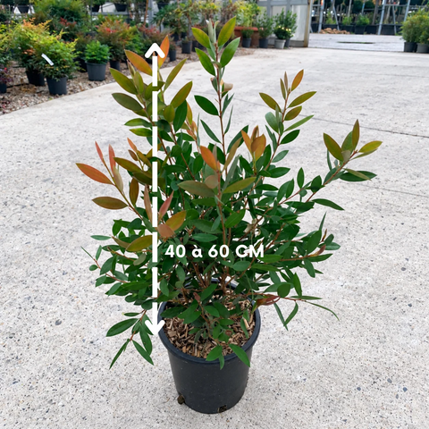 Callistemon Laevis