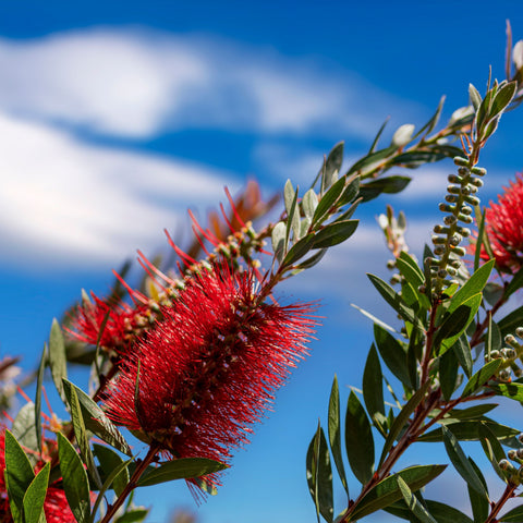 Callistemon Laevis