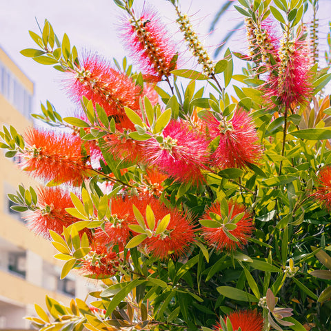 Callistemon Laevis - TIGE