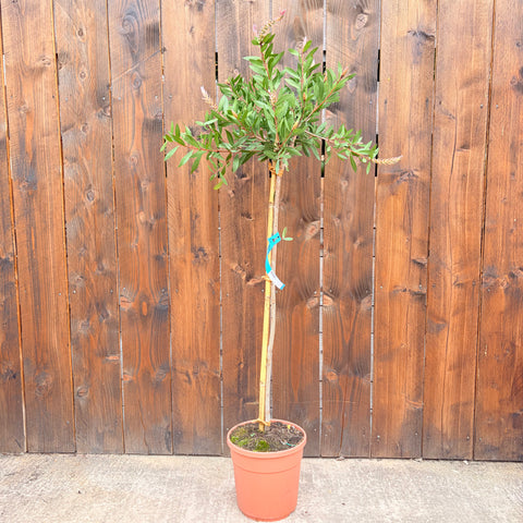 Callistemon Laevis - TIGE