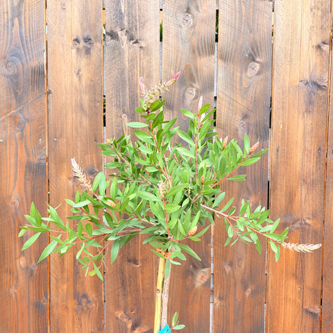Callistemon Laevis - TIGE