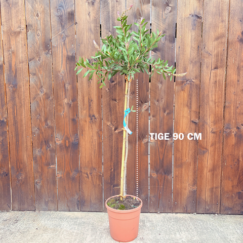 Callistemon Laevis - TIGE