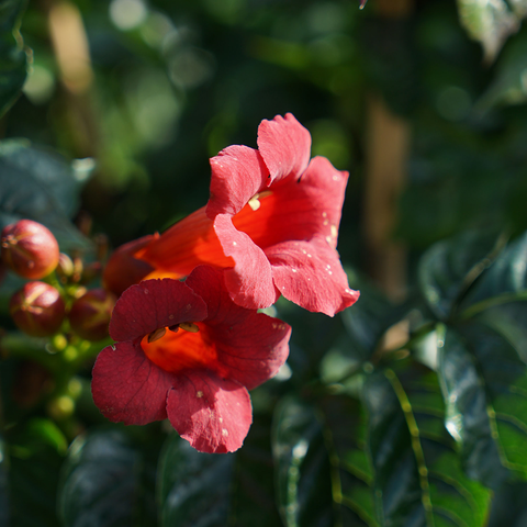 Campsis 'stromboli'
