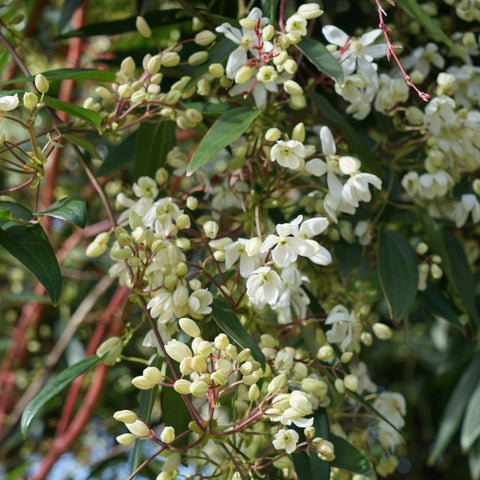 Clématite armandii
