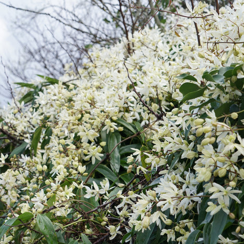 Clématite armandii