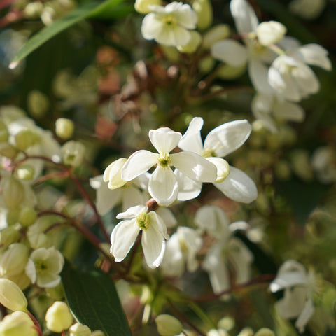 Clématite armandii