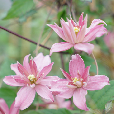 Clématite montana 'Broughton star'