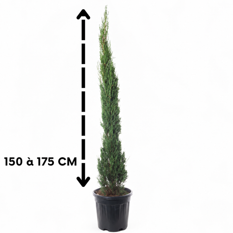 Cyprès de Provence - Cupressus Sempervirens Pyramidalis