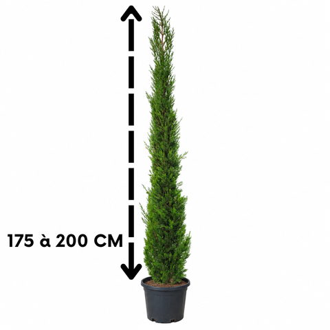 Cyprès de Provence - Cupressus Sempervirens Pyramidalis