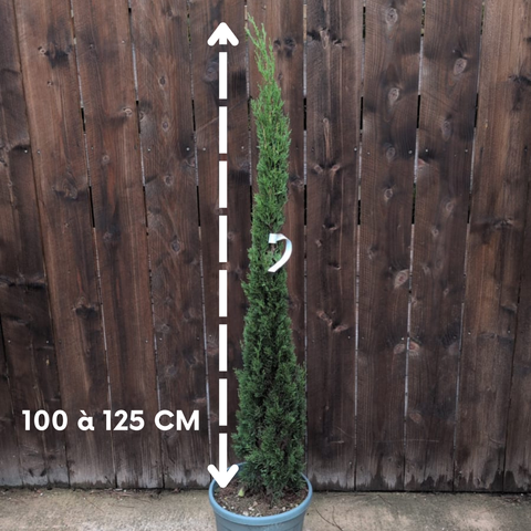 Cyprès de Provence - Cupressus Sempervirens Totem