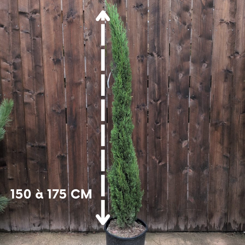 Cyprès de Provence - Cupressus Sempervirens Totem