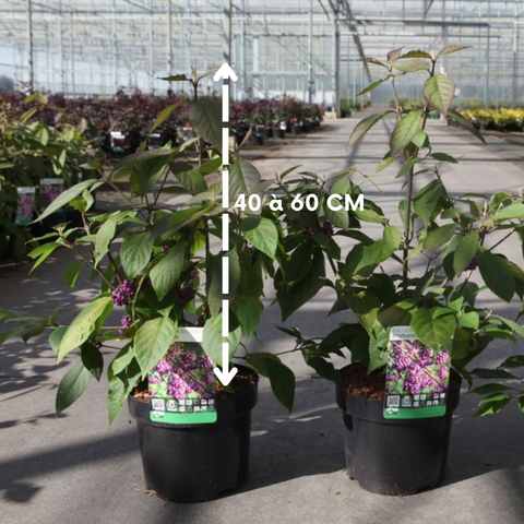 Callicarpa 'profusion'