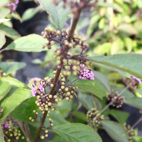 Callicarpa kwangtungensis - Arbuste aux bonbons de Chine