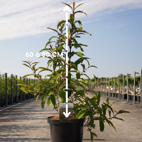 Callicarpa kwangtungensis - Arbuste aux bonbons de Chine
