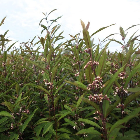 Callicarpa kwangtungensis - Arbuste aux bonbons de Chine