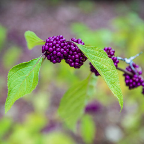 Callicarpa kwangtungensis - Arbuste aux bonbons de Chine