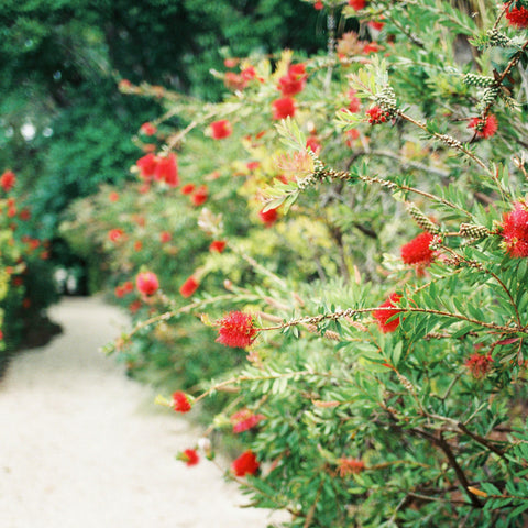 Callistemon Splendens