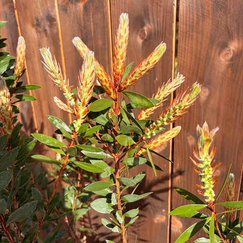 Callistemon Splendens