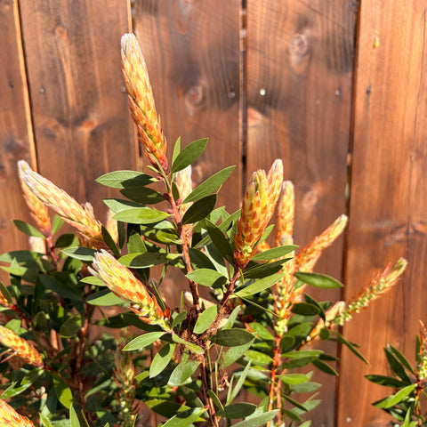 Callistemon Splendens