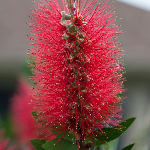 Callistemon Splendens
