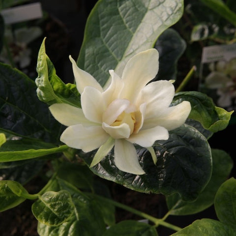 Calycanthus 'Venus'
