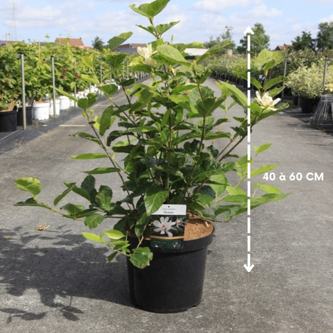 Calycanthus 'Venus'