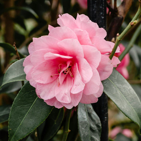 Camélia 'Spring festival'