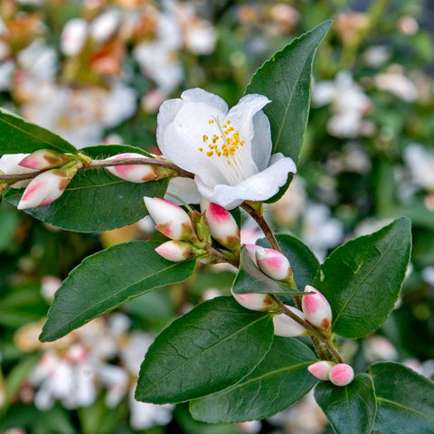 Camélia 'Beauty blush'