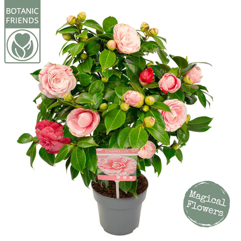 Camélia 'Bonomiana'