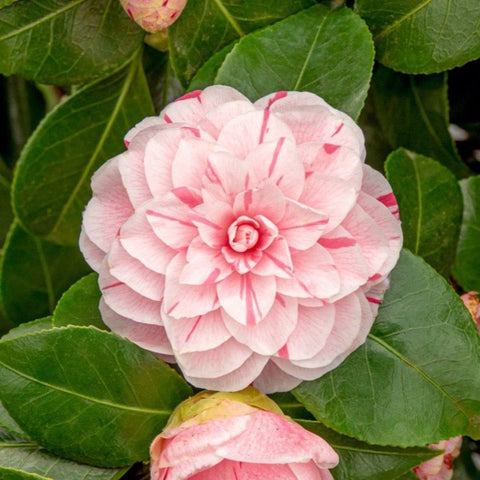 Camélia 'Bonomiana'
