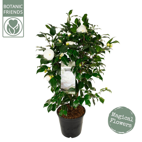 Camélia 'Centifolia Alba'