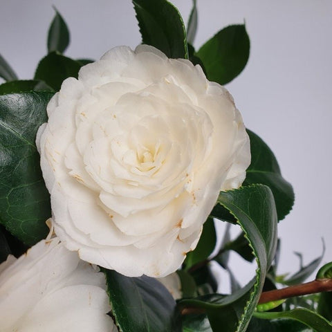 Camélia 'Centifolia Alba'