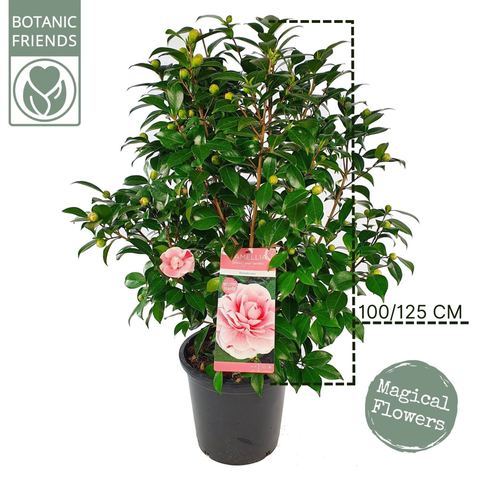 Camélia 'Bonomiana'