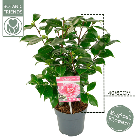 Camélia 'Bonomiana'