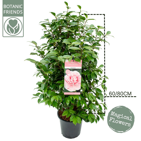 Camélia 'Bonomiana'