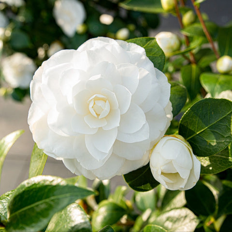 Camélia 'Nuccio's Gem'