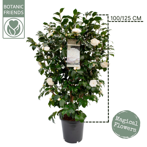 Camélia 'Centifolia Alba'