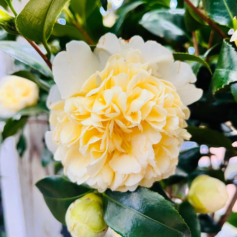 Camélia 'Jury's yellow'