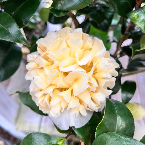Camélia 'Jury's yellow'