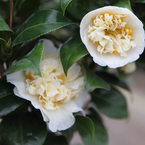 Camélia 'Jury's yellow'