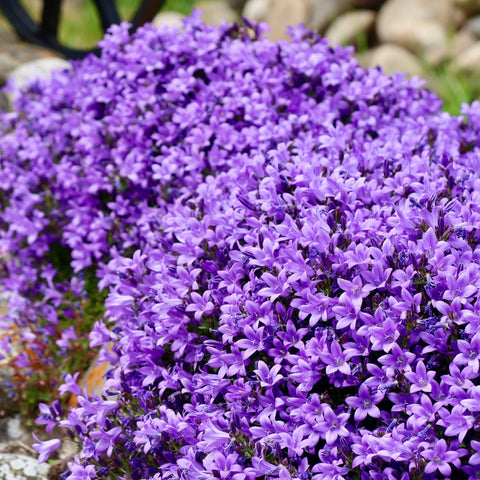 Campanule compacte 'deep blue'