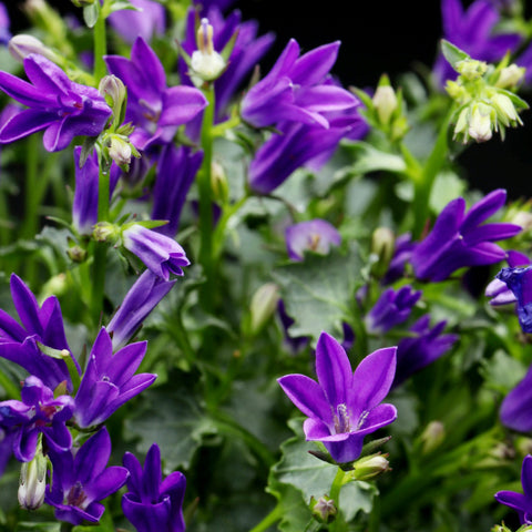 Campanule compacte 'deep blue'