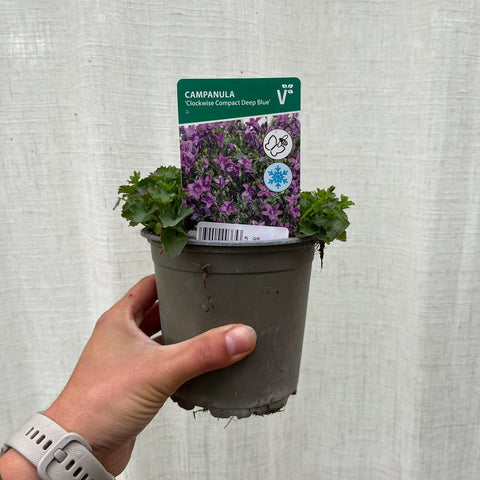 Campanule compacte 'deep blue'