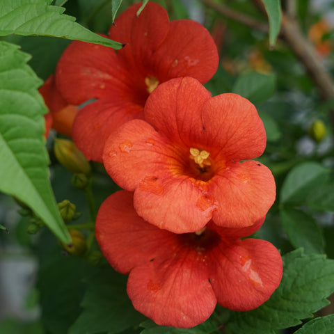 Campsis 'Madame Galen'