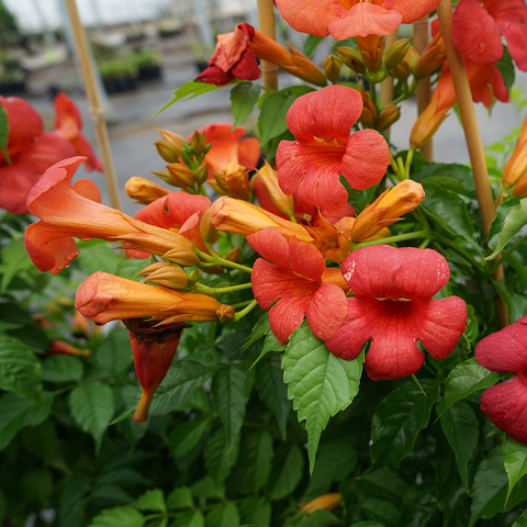Campsis 'Madame Galen'