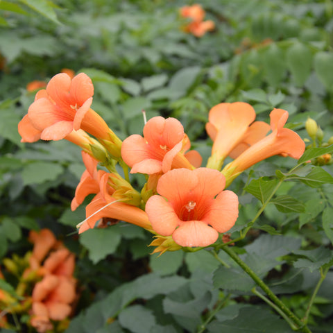 Campsis 'Indian summer'