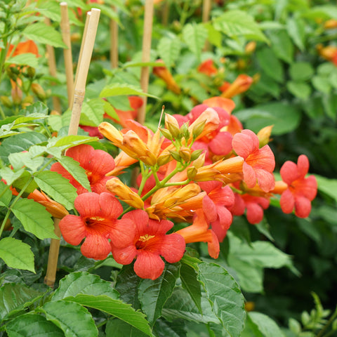 Campsis 'Madame Galen'