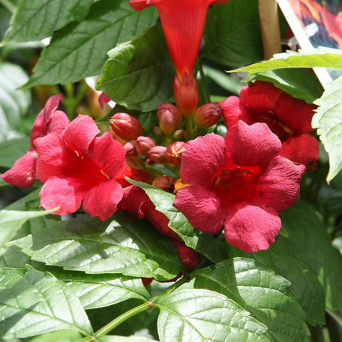 Campsis 'stromboli'
