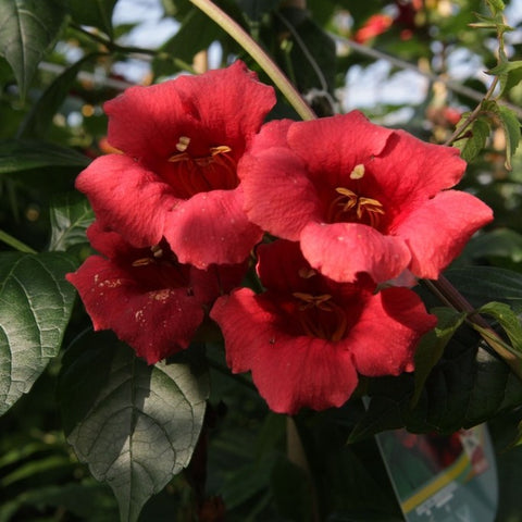 Campsis 'stromboli'