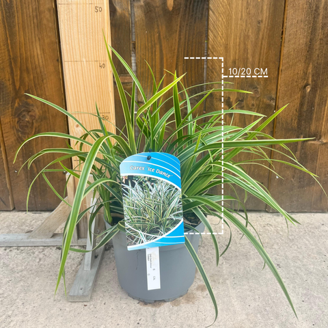 Carex 'ice dance'